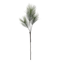 Long-Needle Pine Stem with three branches of fine frosted green needles on a dark stem on a white background