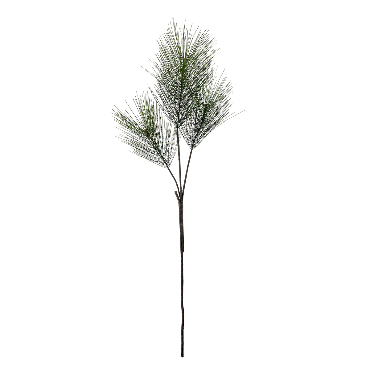 Long-Needle Pine Stem with three branches of fine frosted green needles on a dark stem on a white background