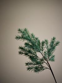 Close-up of the frosted green needles of the Pine Stem against a soft taupe background