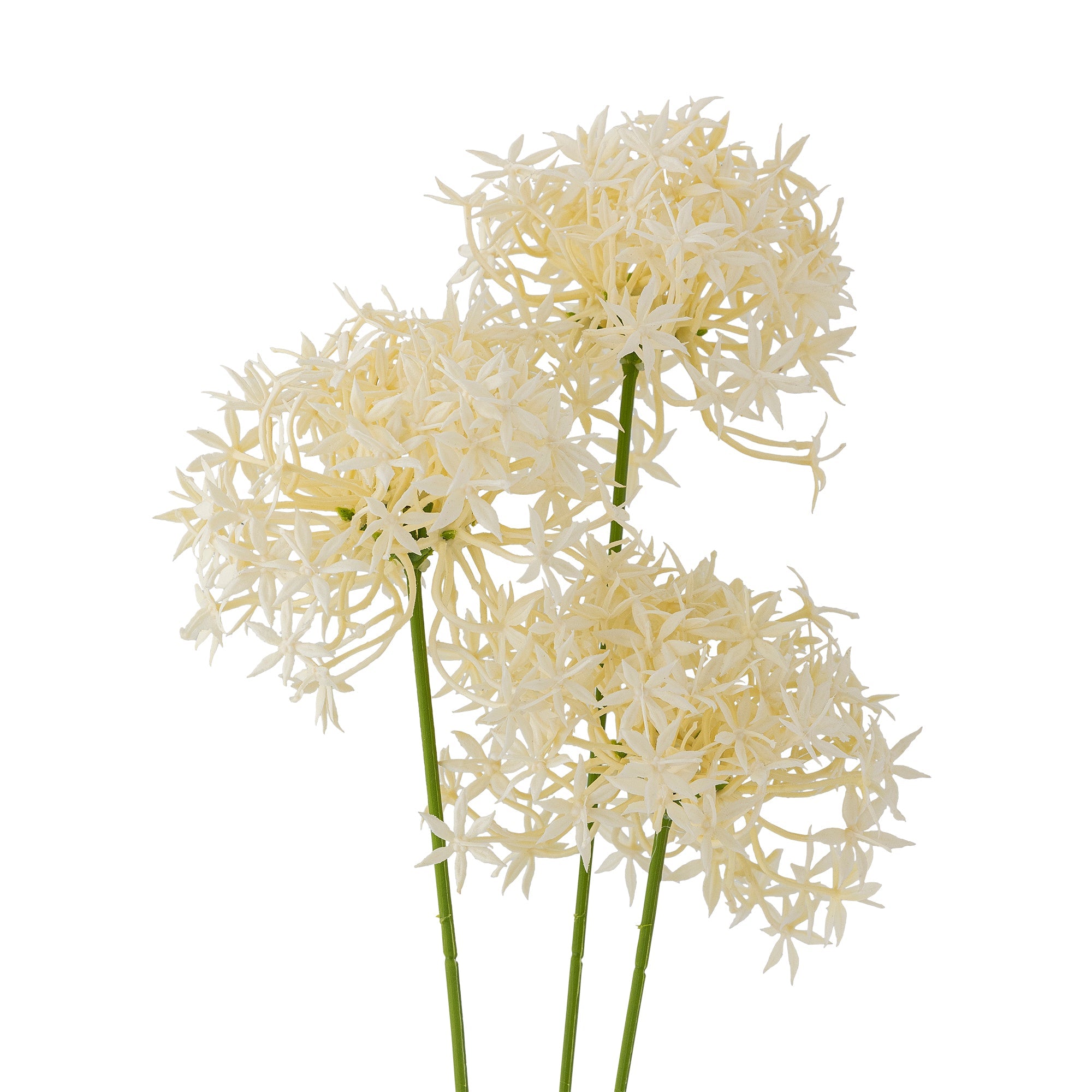 Close-up of allium flower head by Bloomingville
