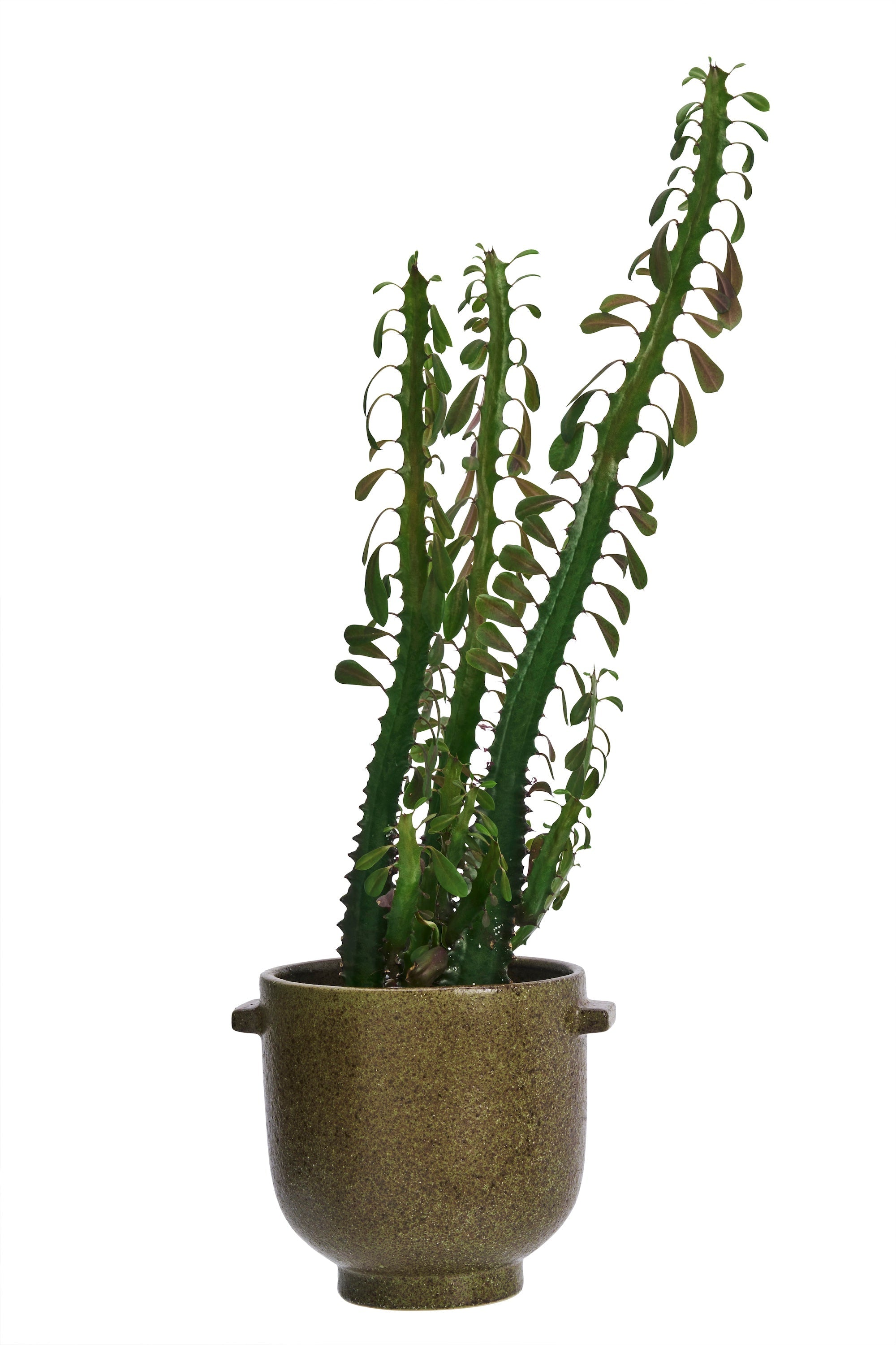 olive green stoneware flower pot with speckled glaze and small side handles
